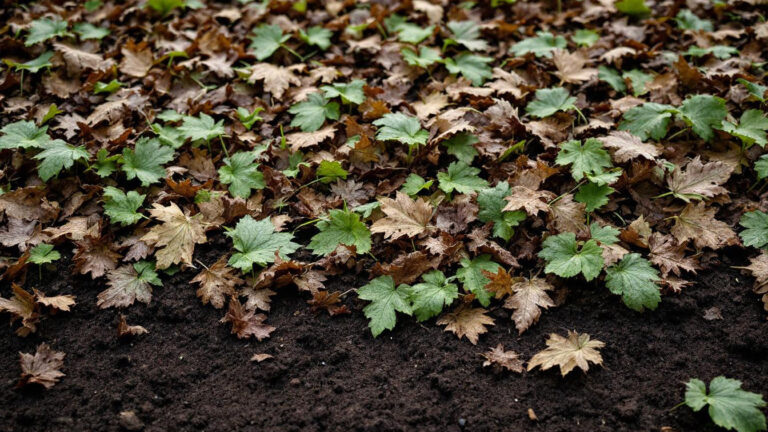 De geniale truc met bladeren die je tuin beschermt én voedingsstoffen geeft